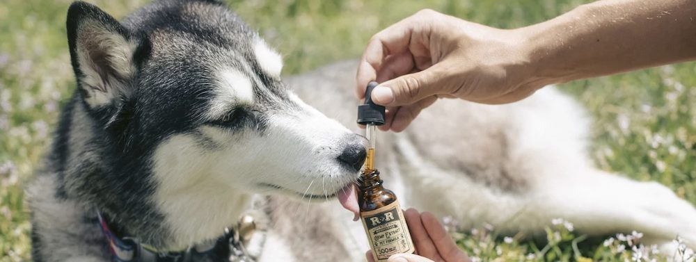 benefits of cbd oil for pets