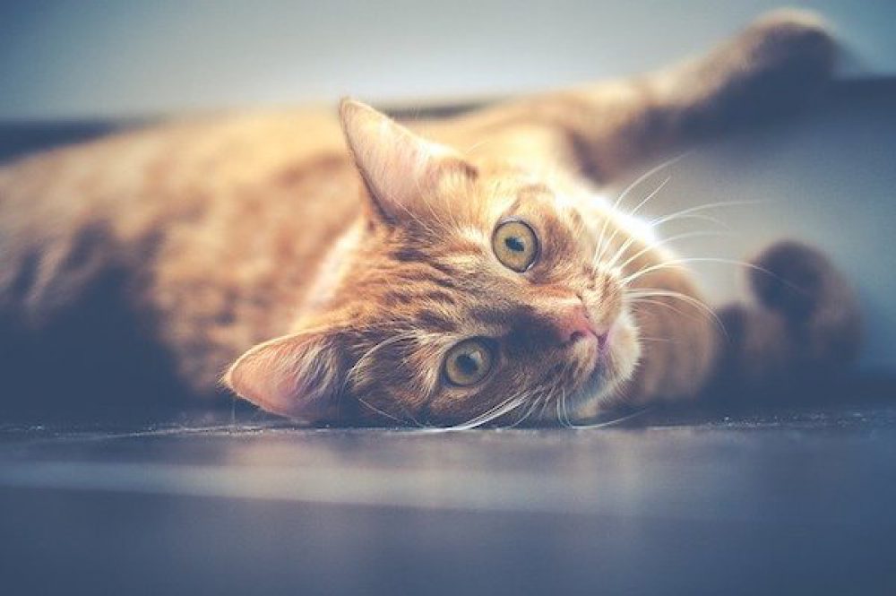 CBD for Anxious Cats: Is CBD Oil Good for Your Cat?