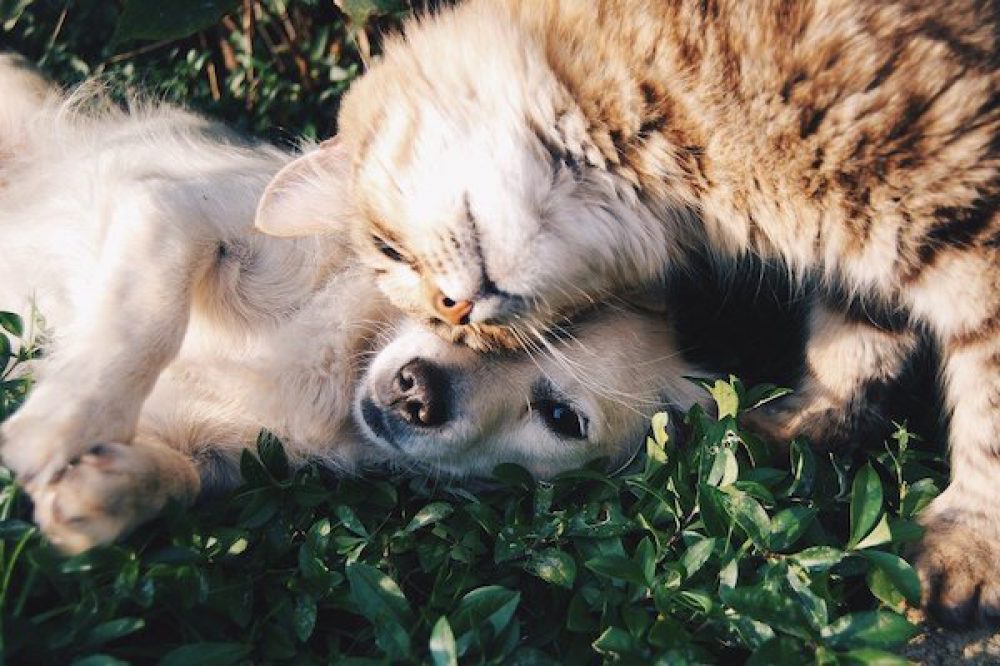 What are the benefits of CBD oil for Pets