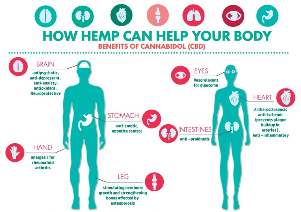 Endocannabinoid System Why Cbd Matters In Our Body Cbd Sky 